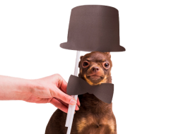 Small brown dog wearing a top hat and bow tie
